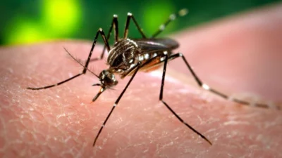 Temperatura agrava casos de dengue na região