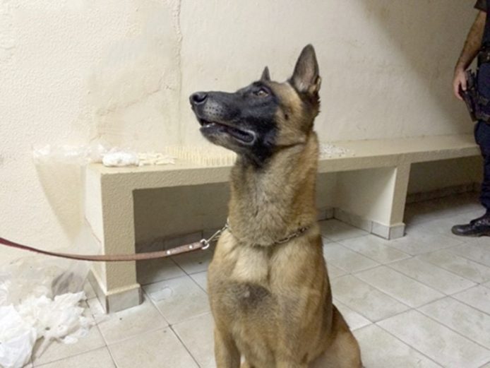 Cão farejador vem auxiliando em diversas apreensões de drogas no município