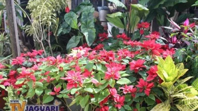 Jardins não dispensam cuidados mesmo na estação do inverno