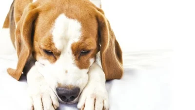 Saiba sobre o sentimento do ciúme em seu animal de estimação