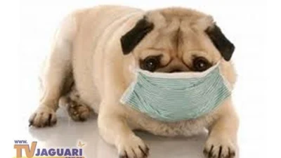 Pets também podem ter hepatite, doença fatal que exige atenção
