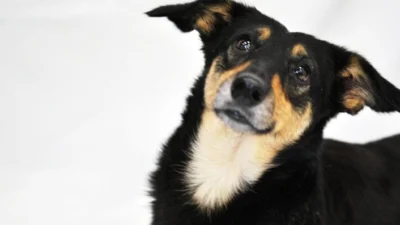 Animais mais velhos podem surpreender seus proprietários nas boas maneiras