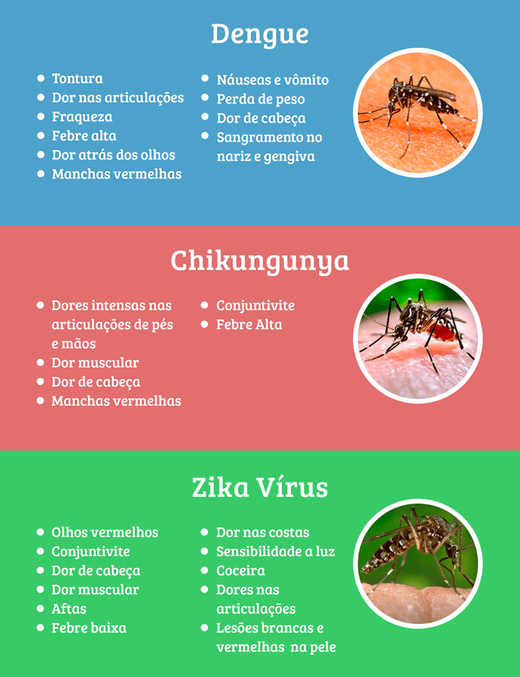 O Que Causa A Dengue E O Zica Virus