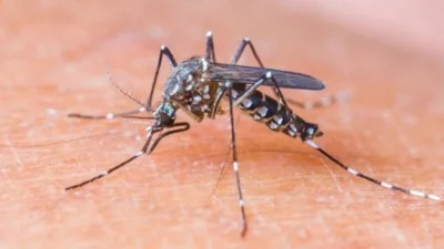 Dengue, Zika e Chikungunya passam a ser preocupação neste verão