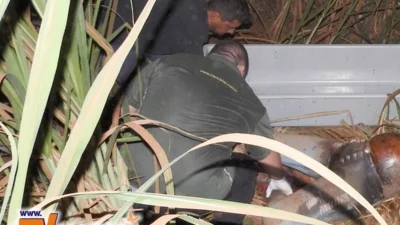 Corpo de uma mulher, em avançado estado de decomposição, é encontrado em canavial