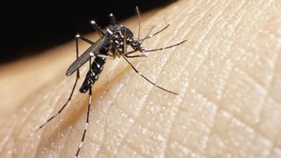 Vacina para Zika estará disponível para testes em novembro