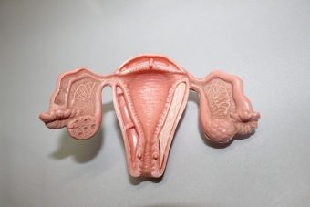 Representação do útero da mulher (ao centro); dentro dele existe o endométrio