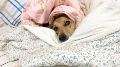 Alguns cuidados com os pets são necessários no inverno