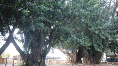 Conheça a história das Seringueiras da Escola Municipal ‘Rodrigo’