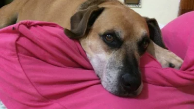 Médico Veterinário explica sobre os cuidados com os animais idosos