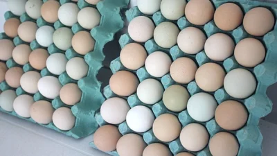 Saiba como são produzidos os alimentos orgânicos