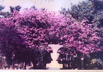 Árvore na Praça do Coreto