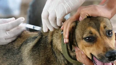 Vírus mortais podem ser evitados com vacinas eficientes nos pets