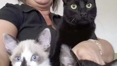 Ana tem três gatos adotados e os considera a alegria da casa