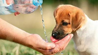 Calor intenso exige cuidados com animais de estimação