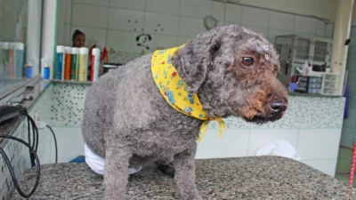 Verão exige maiores cuidados com os pets