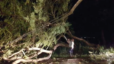 Defesa Civil é chamada para retirar árvore de estrada