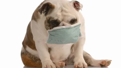 Gripe canina se tornou epidemia nesta estação