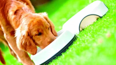 Veterinária alerta sobre os perigos dos alimentos que podem causar intoxicação alimentar