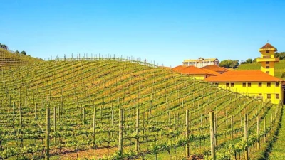Produção de vinho estimula o turismo no país