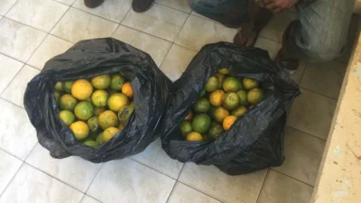 Homens são pegos em flagrante por furto de laranja