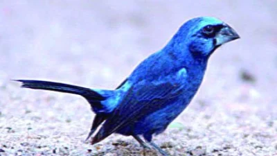 Pássaro ameaçado de extinção é encontrado em cativeiro