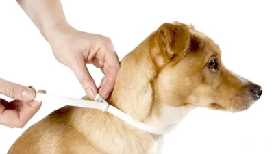 Leishmaniose Canina: conheça a doença e as formas de prevenção