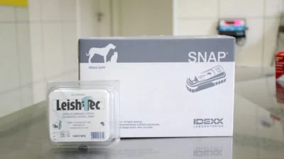 Leishmaniose Canina: entenda a forma de prevenção e tratamento