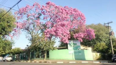 Ipês deixam as ruas da cidade com paisagens exuberantes