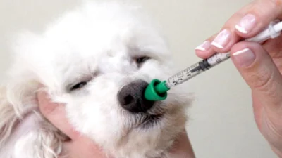 Cresce o número de animais com tosse no inverno