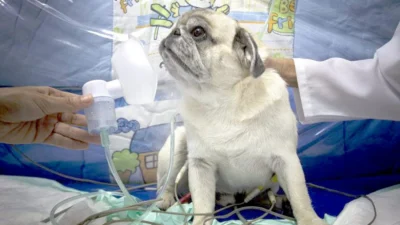 Baixa umidade do ar prejudica saúde dos animais