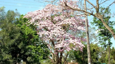 Primavera começa nesta sexta-feira com temperaturas altas
