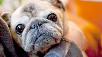 Animais idosos: saiba quais são os cuidados necessários