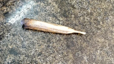 Pai é detido fumando maconha ao lado do filho de oito meses