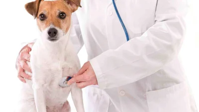 Outubro Rosa também alerta para câncer de mama em cães e gatos