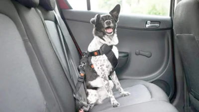 Viajar no feriado com cães e gatos requer cuidados e atenção redobrada
