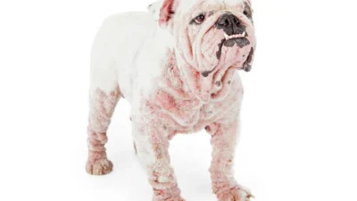 Dermatite atópica causa coceira e irritação na pele dos animais
