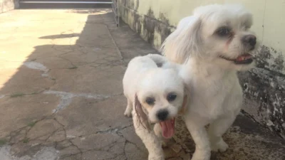 Rosangela Bernardo e seus xodós Jon e Snow