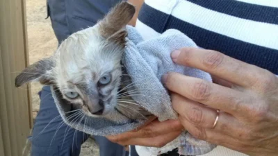 Filhote de gato é resgatado de dentro de cano