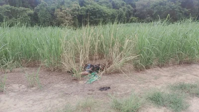 Guarda Municipal encontra corpo de homem queimado em canavial