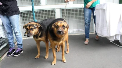 Dicas e cuidados essenciais com as tosas em cães na época do verão