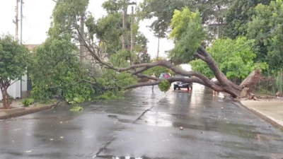 Forte chuva derruba árvore e interdita rua no ‘Bela Vista’