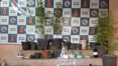 Dezoito pés de maconha e uma grande quantidade de drogas são apreendidos pela PM