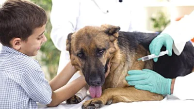 Vacinação em animais de estimação pode prevenir facilmente doenças com doses anuais