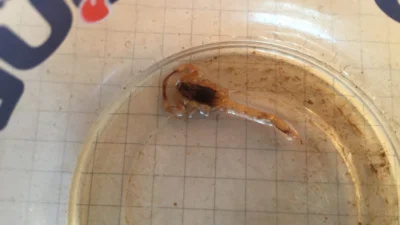 Moradores do Bela Vista III reclamam de infestação de escorpiões