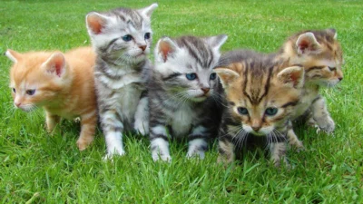 Conheça os cuidados para se ter com gatos de estimação