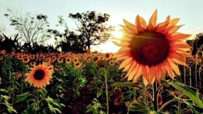 Campo de girassóis vira febre em redes sociais
