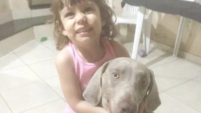 O xodó desta semana é o Weimaraner, Zeca, da Luisa Raphaelli Tarossi