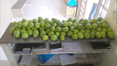 Dupla é presa em flagrante por furto de 40 quilos de goiaba