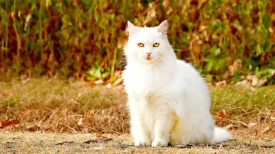 Queda de pelos de felinos pode indicar problemas renais